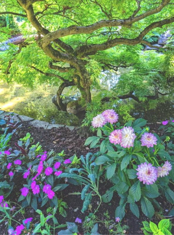 Jardin Japonais